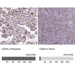 CD34 Antibody, Novus Biologicals:Antibodies:Primary Antibodies